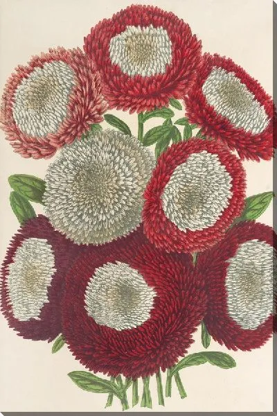 Картина Куинс-Маргариты (новые) в белом центре (1854-1896)