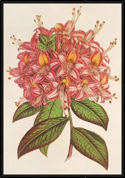 Картина Купите у Флоры Хорт. Верш (1854-1896)