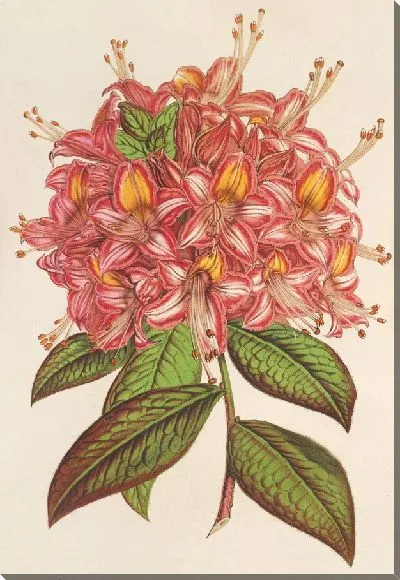 Картина Купите у Флоры Хорт. Верш (1854-1896)