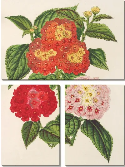 Картина Лантанас (на выбор) (1854-1896)