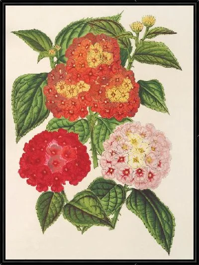 Картина Лантанас (на выбор) (1854-1896)