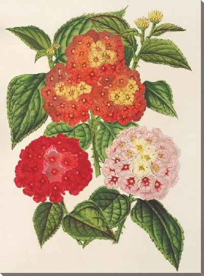 Картина Лантанас (на выбор) (1854-1896)