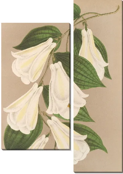 Картина Лапагерия розовая Р. и П. вар. альбифлора (1854-1896)