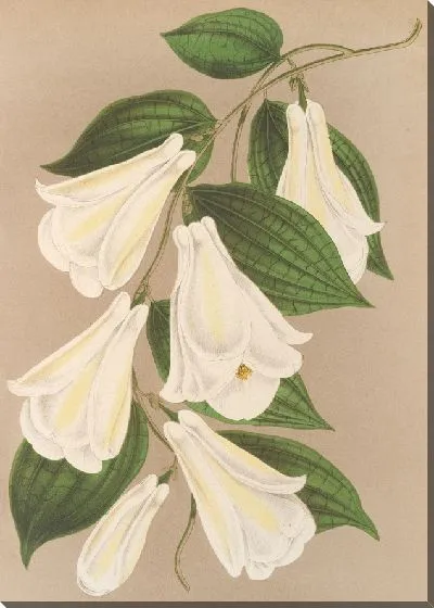 Картина Лапагерия розовая Р. и П. вар. альбифлора (1854-1896)