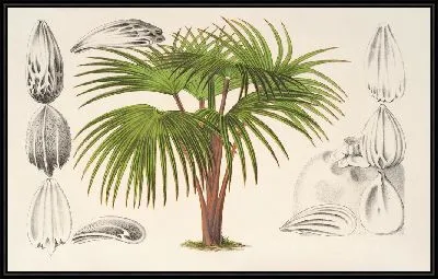 Латания Вершаффельти (1854-1896)