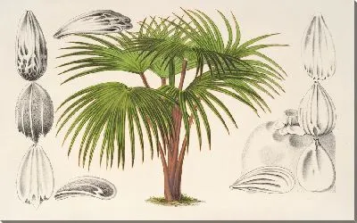 Латания Вершаффельти (1854-1896)