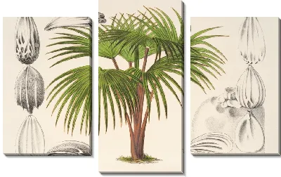 Латания Вершаффельти (1854-1896)