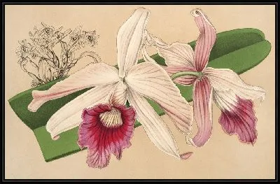 Картина Лаэлия фиолетовая, вар. Нелисий (1854-1896)