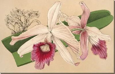 Картина Лаэлия фиолетовая, вар. Нелисий (1854-1896)