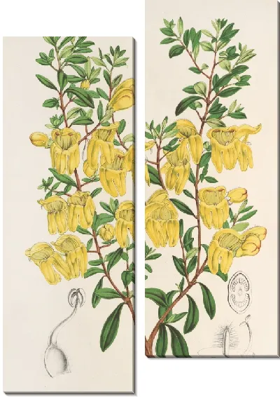 Картина Лепидостемон пенстемоноидес (Penstemon Lobbii) (1854-1896)