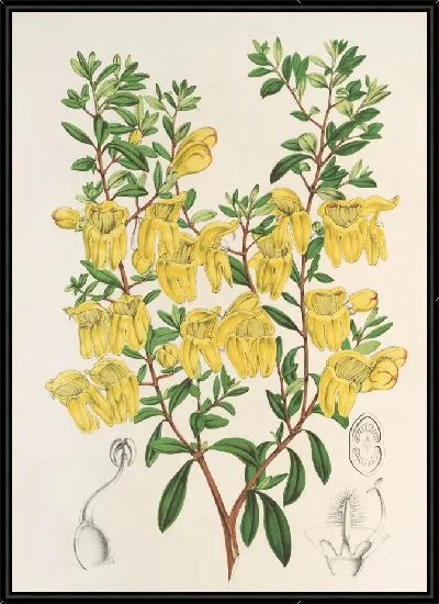 Картина Лепидостемон пенстемоноидес (Penstemon Lobbii) (1854-1896)