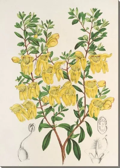 Картина Лепидостемон пенстемоноидес (Penstemon Lobbii) (1854-1896)