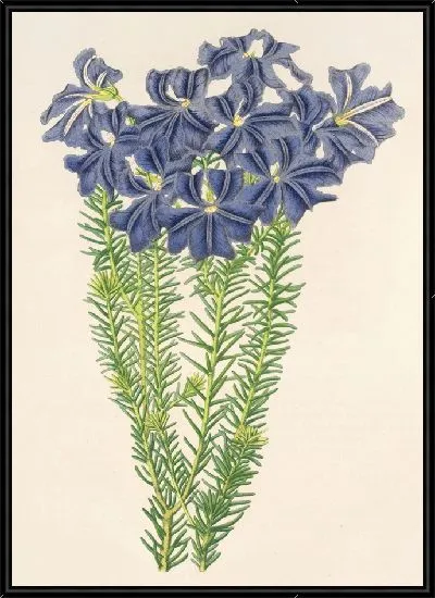 Картина Лешенаултия двулопастная (1854-1896)