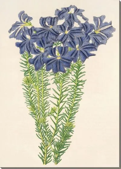 Картина Лешенаултия двулопастная (1854-1896)