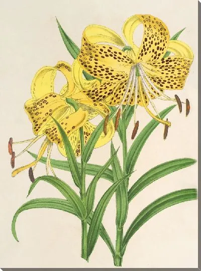 Картина Лилии Лейхтлинии (1854–1896)