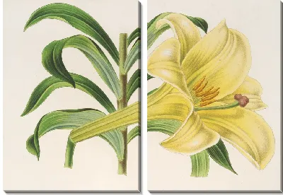 Картина Лилии Нигельрикум (1854-1896)