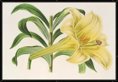Картина Лилии Нигельрикум (1854-1896)