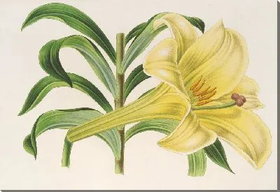 Картина Лилии Нигельрикум (1854-1896)