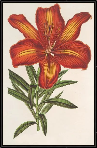 Картина Лилия Формозум (1854-1896)