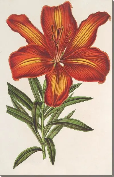 Картина Лилия Формозум (1854-1896)