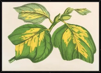 Картина Лириодендрум тюльпановый (1854-1896)
