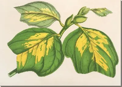 Картина Лириодендрум тюльпановый (1854-1896)