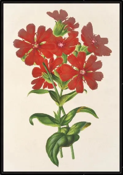 Картина Лихнис Хаагена (1854-1896)