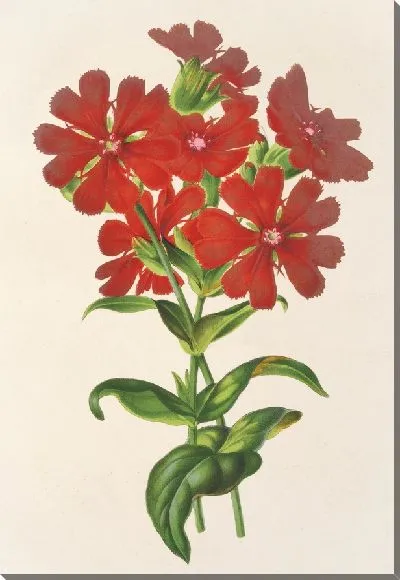 Картина Лихнис Хаагена (1854-1896)