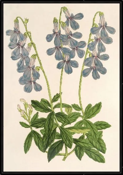 Картина Лобелия коронопифолия (1854-1896)