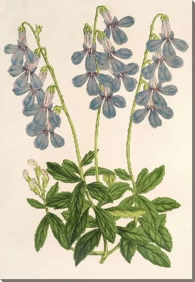 Картина Лобелия коронопифолия (1854-1896)