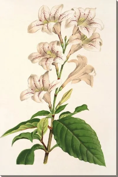 Картина Маккай Белла (1854–1896)