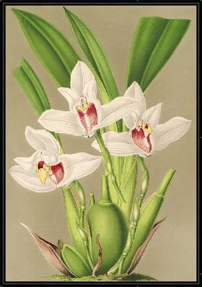 Картина Максиллярия крупноцветковая (1854-1896)