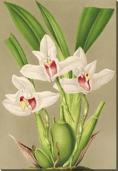 Картина Максиллярия крупноцветковая (1854-1896)