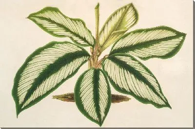 Картина Маранта Бараквиний (1854-1896)