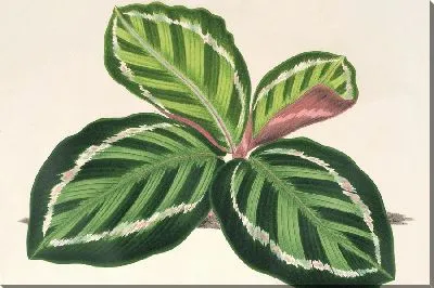 Картина Маранта иллюстрис (1854–1896)