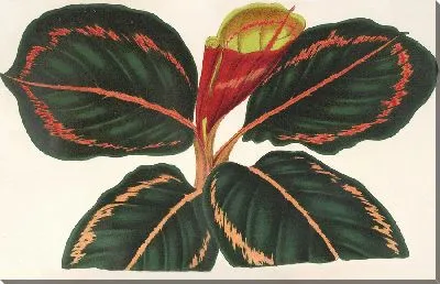 Картина Маранта Розео-Пикта (1854-1896)