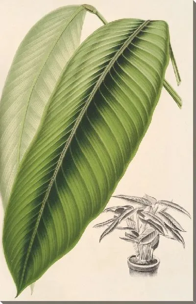 Картина Маранта Смарагдина (1854-1896)