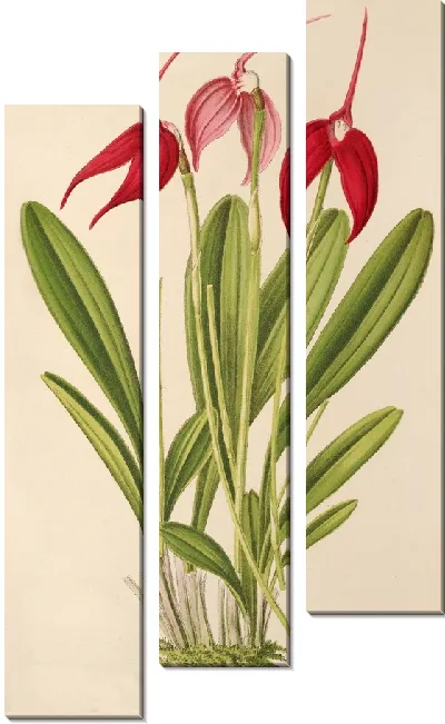 Картина Масдеваллиа Линдени (1854-1896)