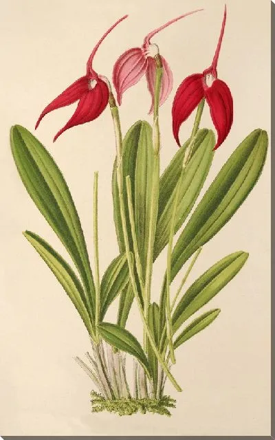 Картина Масдеваллиа Линдени (1854-1896)