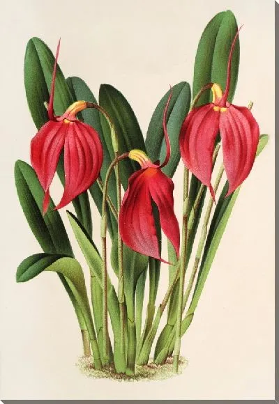 Картина Масдеваллиа Линдени, вар. Харриана (1854-1896)