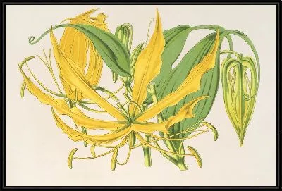 Метоника крупноцветковая (1854-1896)