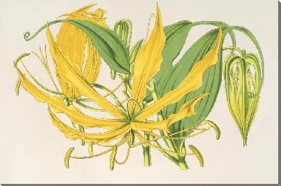 Метоника крупноцветковая (1854-1896)