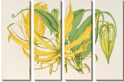 Метоника крупноцветковая (1854-1896)