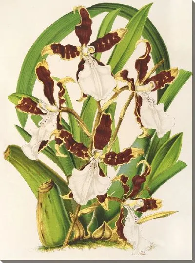 Картина Мильтония клиновидная (1854-1896)