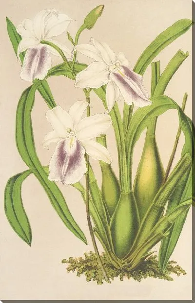 Картина Мильтония цереола (1854-1896)