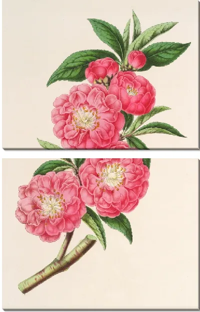 Картина Миндалина (персика) роафлора (1854-1896)