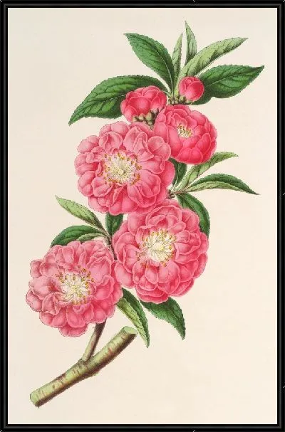 Картина Миндалина (персика) роафлора (1854-1896)