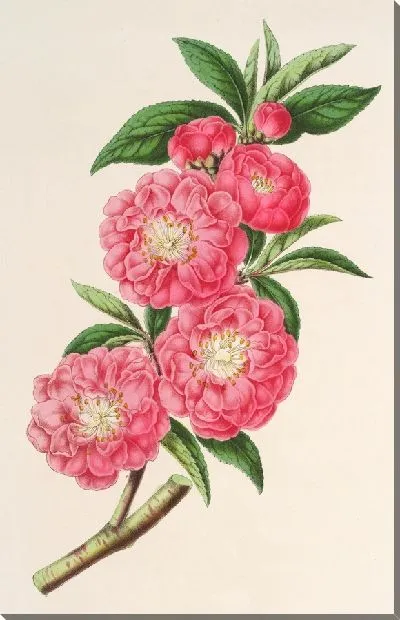 Картина Миндалина (персика) роафлора (1854-1896)