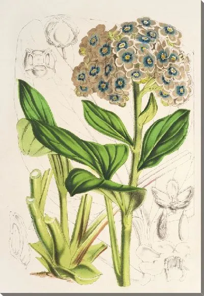 Картина Миозотидий благородный (1854-1896)