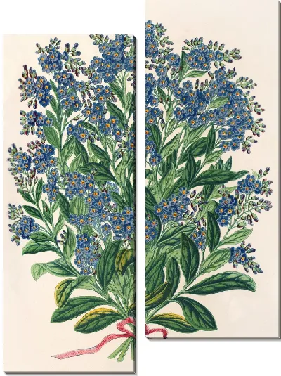 Картина Миосотис Императрица Елизавета (семперллоренс) (1854-1896)